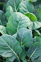 Collard Greens - Brassica oleracea 'Vates Green'