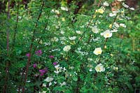 Rosa 'Cantabrigiensis'  - S -  AGM shrub rose with Chaerophyllum temulum and Lunaria annua
