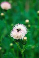 Cirsium 'Mount Etna' with bumble bee Bombus sp.