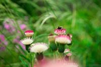 Cirsium 'Mount Etna' with bumble bee Bombus sp.