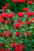 Monarda didyma 'Panorama Red Shades' in the national collection of Monarda at Holes Meadow, South Zeal, EX20 2JS