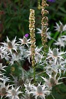 Eryngium giganteum 'Silver Ghost' AGM with Saponaria x lempergii 'Max Frei' and Veronica spicata