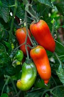 Solanum lycopersicum 'Jersey Devil' Tomato ripening on the vine - tasty large pointed beefsteak variety