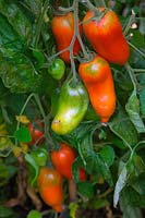 Solanum lycopersicum 'Jersey Devil' Tomato ripening on the vine - tasty large pointed beefsteak variety