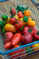 Solanum lycopersicum - Heritage tomatoes showing Jersey Devil  - long pointed -  , Big Rainbow - beefsteak orange and red , Green Agate - smaller green