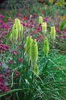 Kniphofia 'Percy's Pride' with Monarda 'On Parade' in September