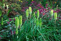 Kniphofia 'Percy's Pride' with Monarda 'On Parade' in September