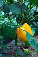Home grown yellow sweet pepper grown from seed saved from a supermarket plant - Capsicum annuum