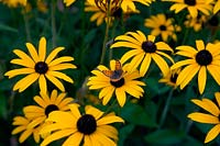 Rudbeckia fulgida deamii in late September with Small Copper butterfly Lycaena phlaeas
