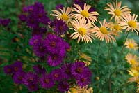 Aster Helen Picton with Chrysanthemum Mary Stoker