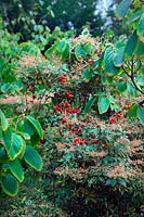 Tamus communis - Black Bryony clambers through Pieris japonica 'Little Heath' , Corylopsis sinensis var. calvescens f. veitchiana AGM and Euonymus fortunei 'Emerald Gaiety'  - v -  AGM