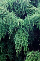 Podocarpus totara 'Pendulus'