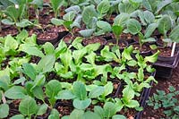 Lettuce - Latuca and Brassicas - Cabbage in small pots awaiting planting out in autumn in polytunnel for early spring crop