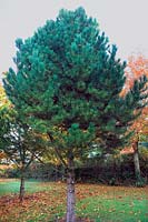 Pinus nigra subsp. pallasiana 'Pyramidalis'