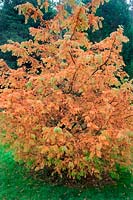 Metasequoia glyptostroboides AGM in autumn
