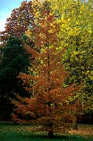 Metasequoia glyptostroboides AGM in autumn