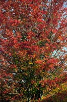 Sorbus commixta 'Embley' AGM in autumn