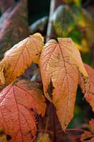 Acer spicatum autumn colour