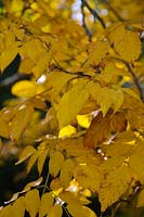 Koelreuteria bipinnata var. integrifoliola autumn colour