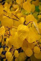 Lindera obtusiloba AGM autumn foliage