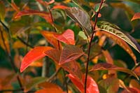 Nyssa leptophylla autumn foliage
