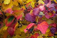 Fothergilla major Monticola Group autumn foliage