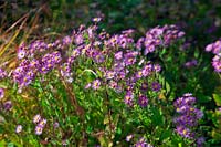 Aster trinervius 'Scaberulus' syn Aster trinervius syn Aster scaberulus in late autumn