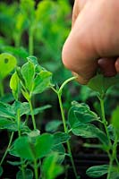 Pinching out overwintering Sweet Pea plants to encourage branching - Lathyrus odoratus