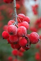 Malus x moerlandsii 'Red Profusion' crab apple fruits with hoar frost