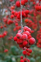 Malus x moerlandsii 'Red Profusion' crab apple fruits with hoar frost