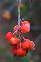 Malus 'Evereste' AGM crab apple fruits with hoar frost