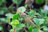 Botrytis cinerea - grey mould on overwintered bedding plants is encouraged by poor ventilation and moist conditions. Prune out diseased growth, give drier conditions and improve ventilation will reduce.
