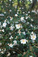 Camellia 'Cornish Snow'  - cuspidata x saluenensis -  AGM during February