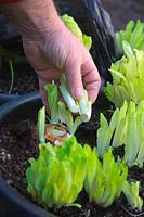 Harvesting forced Chicory in February - roots lifted in winter, planted in 20 litre pots and grown in the dark Cichorium intybus 'Brussels Witloof'