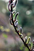 Salix udensis 'Sekka'  - m -  flowering in March
