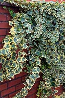 Hedera helix variegated cultivar growing over a brick wall