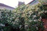 Clematis armandii growing in a sheltered courtyard flowering in March