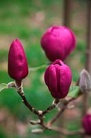 Magnolia BLACK TULIP 'Jurmag1'  - PBR - 