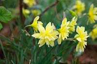 Narcissus 'Eystettensis'  - 4 -  Queen Anne's double daffodil