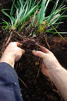 Dividing Kniphofia cultivar in spring - mid March - as growth commences