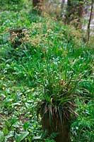 Hierochloe odorata or Anthoxanthum nitens Holy or Sweet grass - growing atop a wooden post - flowers early April on the banks of The River Torridge in Devon, UK
