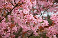 Prunus incisa 'Praecox' pink cherry blossom