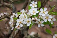 Pyrus communis 'Louise Bonne of Jersey'  - D -  AGM pear blossom
