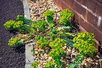 Euphorbia myrsinites AGM self seeding in a hot, sunny and stony suburban habitat