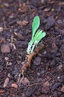 Urospermum dalechampii root cuttings taken February shown April