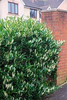 Prunus laurocerasus 'Otto Luyken' AGM as a suburban hedge