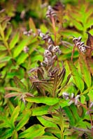 Onoclea sensibilis bronze-leaved new fronds