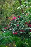 Woodland garden at Holbrook, Devon with Exochorda giraldii var. wilsonii, Pieris formosa var. forrestii 'Wakehurst' AGM and Rhododendron 'Ruby F. Bowman'