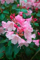 Rhododendron Brocade Group