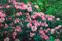 Rhododendron 'Percy Wiseman' AGM